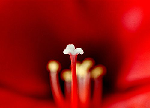 01_amarilis_4