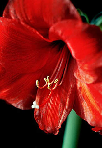 01_amarilis_7