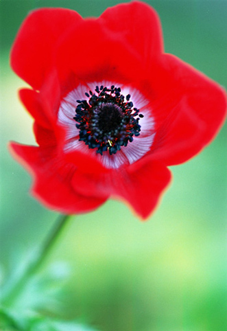 02_Anemone_3