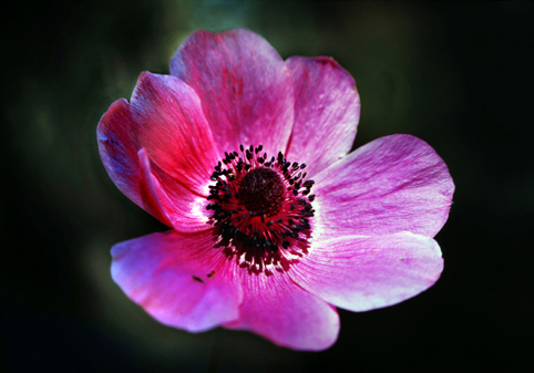 02_Anemone_4
