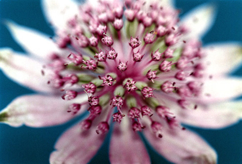 03_Astrantia