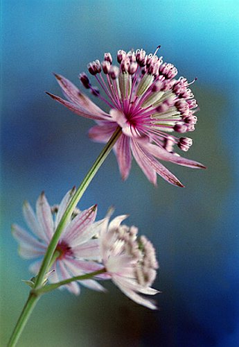 03_Astrantia_3