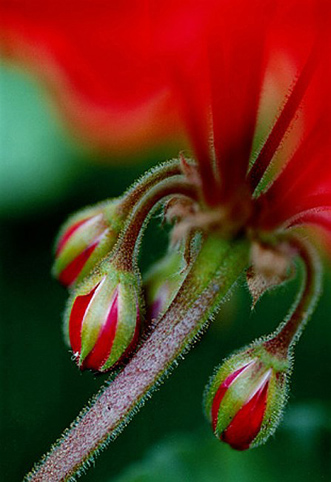 05_Pelargon_1