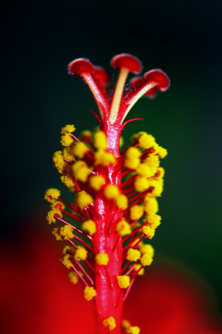06_Hibiskus_07