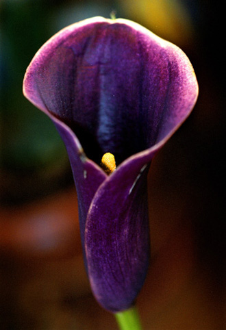 07_kalla_8