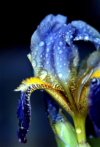 10_Iris_sibirica1