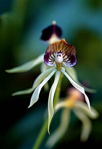 11_Encyclia