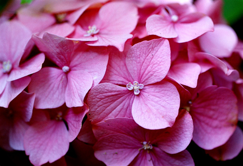 14_Hortensia