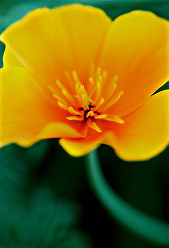 17_Eschscholzia