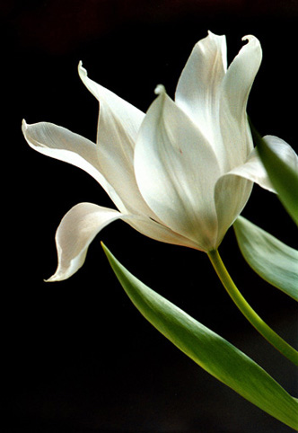 20_tulipan_4