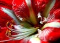 01_amarilis_1