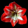 01_amarilis_2
