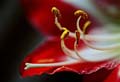 01_amarilis_3