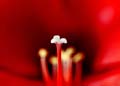 01_amarilis_4