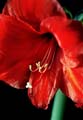 01_amarilis_7