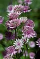 03_Astrantia_1