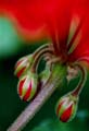 05_Pelargon_1