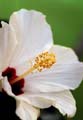 06_Hibiskus_04