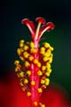 06_Hibiskus_07