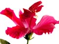 06_Hibiskus_5