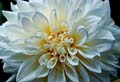 08_Dalia_2