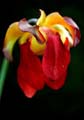17_Sarracenia