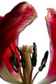 18_tulpan_1