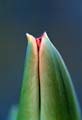 20_tulpan_6