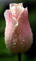 22_tulpan_102