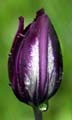 22_tulpan_110